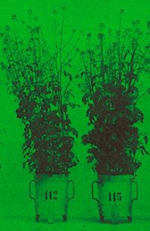 Mitteilungen der Deutschen Landwirtschafts-Gesellschaft Bd. 34, St&uuml;ck 1-51