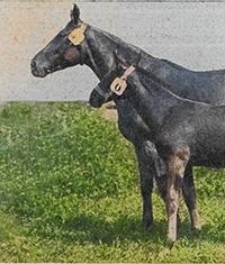 Mitteilungen der Deutschen Landwirtschafts-Gesellschaft Bd. 49, St&uuml;ck 1-52