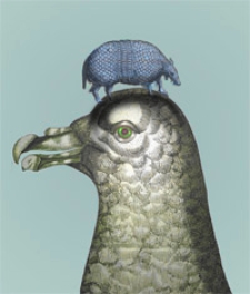 De Ave Diomedea dissertatio