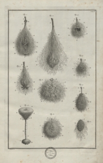 Alberti Sebae Thesauri icones. T. 1