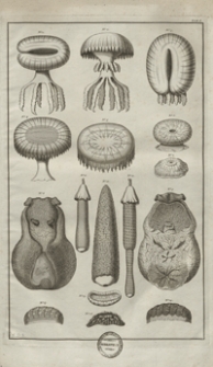 Alberti Sebae Thesauri icones. T. 3