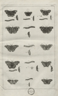 Alberti Sebae Thesauri icones. T. 4