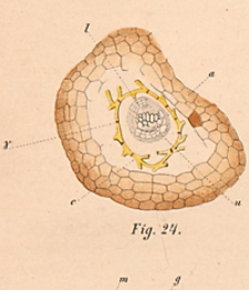 Schriften der Naturforschenden Gesellschaft in Danzig : neue Folge, Bd. 4, H. 1-4