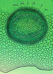 Schriften der Naturforschenden Gesellschaft in Danzig : neue Folge, Bd. 7, H. 1-4