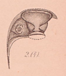 Schriften der Naturforschenden Gesellschaft in Danzig : neue Folge, Bd. 9, H. 1-4