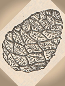 Schriften der Naturforschenden Gesellschaft in Danzig : neue Folge, Bd. 11, H. 1-4