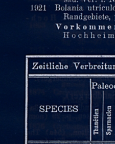 Fossilium Catalogus. I, Animalia. Pars 23: W. Wenz, Gastropoda extramarina tertiaria. II: Prosobranchia