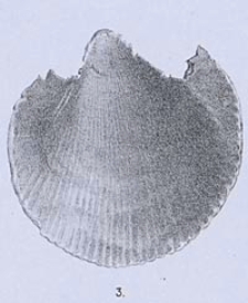 Földtani Közlöny : havi folyoirat : kiadja a Magyarhoni Földtani Társulat. Bd. 28, H. 1-12