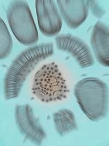 Földtani Közlöny : havi folyoirat : kiadja a Magyarhoni Földtani Társulat. Bd. 38, H. 1-12