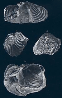 Földtani Közlöny : havi folyoirat : kiadja a Magyarhoni Földtani Társulat. Bd. 40, H. 1-12
