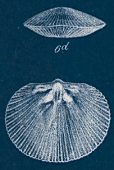 Annales de la Société Geologique de Belgique. T. 3