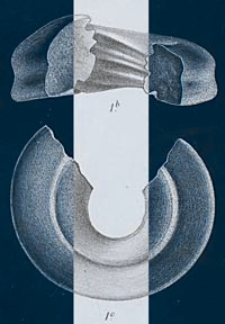 Annales de la Société Geologique de Belgique. T. 13