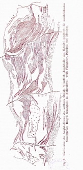 Jahrbuch der Geologischen Bundesanstalt. Bd. 75/76