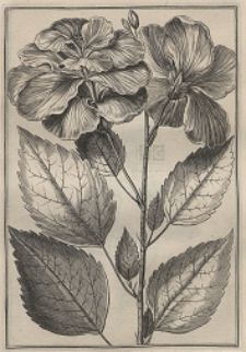 Jacobi Breynii Gedanensis Icones Exoticarum aliarumque Minus Cognitarum Plantarum in Centuria Prima desciptarum.