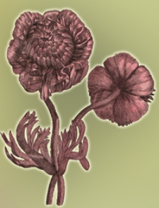 Schau-Platz der Natur, Oder: Gesprache von der Beschaffenheit und den Absichten der Naturlichen Dinge, wodurch die Jugend zu weiteren Nachforschen aufgemuntert, und auf richtige Begriffe von der Allmacht und Weissheit Gottes gefuhret wird. T. 2, Enthaltend, was ausser und in der Erde befindlich