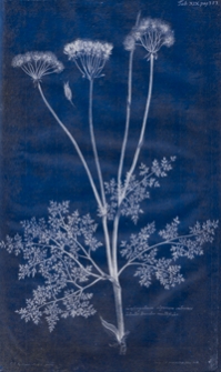 Alberti v. Haller Historia stirpium indigenarum Helvetiae inchoata. T. 1, Plantae flore composito, didynamiae, papilionaceae, cruciatae, meiostemones, isostemones, diplostemones