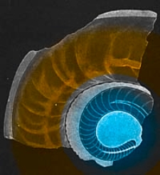 Geologiska Föreningens i Stockholm Förhandlingar ; 1897, Bd. 19, H. 1-7