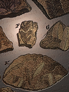 Geologiska Föreningens i Stockholm Förhandlingar ; 1906, Bd. 28, H. 1-7