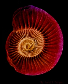 Mittheilungen aus dem Jahrbuche der K&ouml;n. Ungar. Geologischen Anstalt Bd. 5, H. 1/2