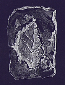 Mittheilungen aus dem Jahrbuche der K&ouml;n. Ungar. Geologischen Anstalt Bd. 6, H. 1/10
