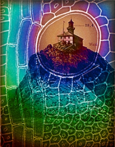 Mittheilungen aus dem Jahrbuche der K&ouml;n. Ungar. Geologischen Anstalt.