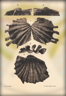 Mittheilungen aus dem Jahrbuche der K&ouml;n. Ungar. Geologischen Anstalt Bd. 10, H. 1/6