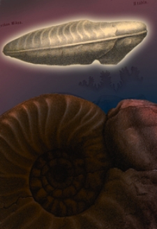 Mittheilungen aus dem Jahrbuche der K&ouml;n. Ungar. Geologischen Anstalt Bd. 15, H. 1/4