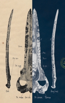 Mittheilungen aus dem Jahrbuche der K&ouml;n. Ungar. Geologischen Anstalt Bd. 16, H. 1/5