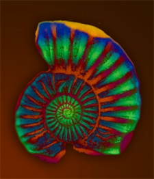 Mittheilungen aus dem Jahrbuche der K&ouml;n. Ungar. Geologischen Anstalt Bd. 21, H. 1/9