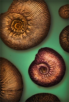 Mittheilungen aus dem Jahrbuche der K&ouml;n. Ungar. Geologischen Anstalt Bd. 22, H. 1/6