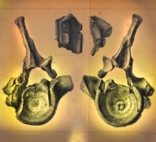 Jahrbuch der K&ouml;niglich Preussischen Geologischen Landesanstalt und Bergakademie zu Berlin f&uuml;r das Jahr [Bd. 5] 1884