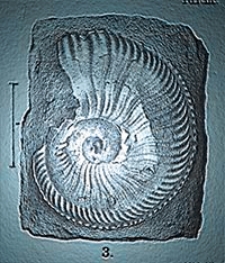 Jahrbuch der Königlich Preussischen Geologischen Landesanstalt und Bergakademie zu Berlin für das Jahr Bd. 29, T. 1 1908