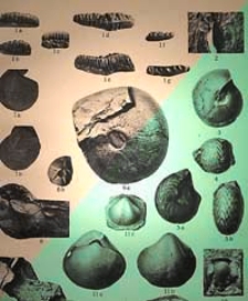 Jahrbuch der Königlich Preussischen Geologischen Landesanstalt zu Berlin 1916 Bd. 37 T. 2