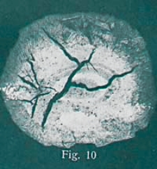 Jahrbuch der Preussischen Geologischen Landesanstalt zu Berlin für das Jahr Bd. 39, T. 2 1918