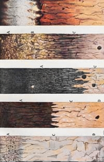 Jahrbuch der Preussischen Geologischen Landesanstalt zu Berlin f&uuml;r das Jahr Bd. 52 [T. 1] 1931