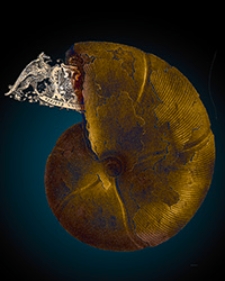 Jahrbuch der Kaiserlich-Königlichen Geologischen Reichsanstalt Bd. 21 H. 1/4 1871