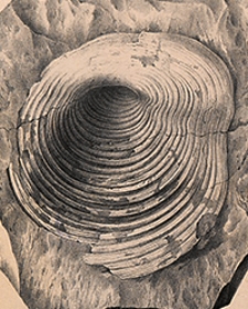 Jahrbuch der Kaiserlich-Königlichen Geologischen Reichsanstalt Bd. 25 H. 1/4 1875