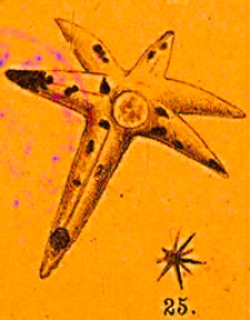 Jahrbuch der Kaiserlich-Königlichen Geologischen Reichsanstalt Bd. 38 H. 1/4 1888