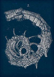 Atlas zu den Abhandlungen der Königlich Preussischen Geologischen Landesanstalt : neue Folge 1891 H. 3