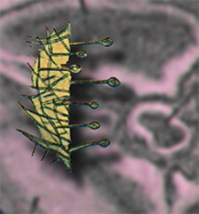 Atlas zu den Abhandlungen der Königlich Preussischen Geologischen Landesanstalt : neue Folge 1907 H. 4