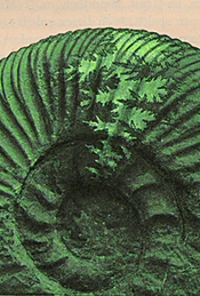 Abhandlungen der Königlich Preussischen Geologischen Landesanstalt : neue Folge 1902 H. 24