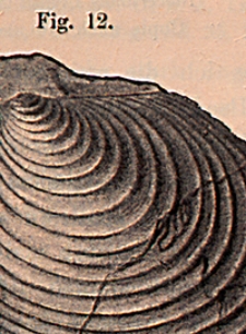 Abhandlungen der Königlich Preussischen Geologischen Landesanstalt : neue Folge 1898 H. 25