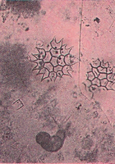 Abhandlungen der Königlich Preussischen Geologischen Landesanstalt : neue Folge 1908 H. 55, Bd. 1