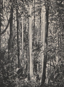 Deutsche Rundschau für Geographie und Statistik, 1904/1905 H 9