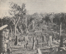 Deutsche Rundschau für Geographie und Statistik, 1906/1907 H 10