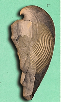 Atlas zu den Abhandlungen zur Geologischen Specialkarte von Preussen und den Thüringischen Staaten 1878 Bd. 2, H. 4