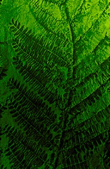 Abhandlungen der Königlich Preussischen Geologischen Landesanstalt : neue Folge 1913 H. 75