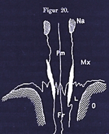 Abhandlungen der Königlich Preussischen Geologischen Landesanstalt : neue Folge 1914 H. 65