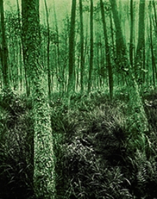 Abhandlungen der Königlich Preussischen Geologischen Landesanstalt : neue Folge 1915 H. 55, Bd. 3a