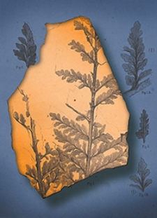 Atlas zu den Abhandlungen zur Geologischen Specialkarte von Preussen und den Thüringischen Staaten 1879 Bd. 3, H. 1